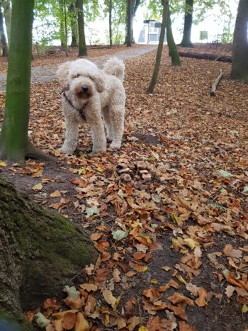Herfst Fergie